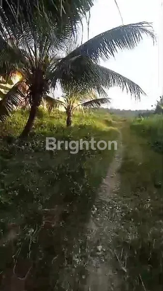 image TANAH DIPINGGIR JALAN LINTAS COCOK BUAT GUDANG, KOMPLEK,RUMAH SAKIT (3)