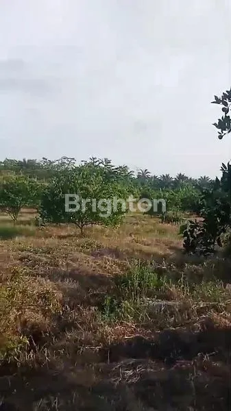 image TANAH DIPINGGIR JALAN LINTAS COCOK BUAT GUDANG, KOMPLEK,RUMAH SAKIT (5)