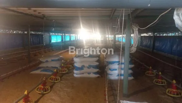 image DIJUAL TANAH PLUS KANDANG AYAM (5)