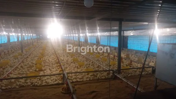 image DIJUAL TANAH PLUS KANDANG AYAM (6)