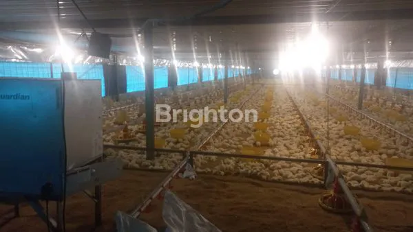 image DIJUAL TANAH PLUS KANDANG AYAM (7)