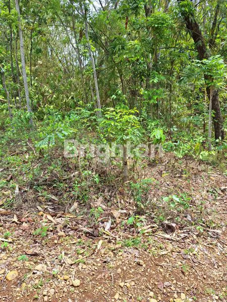 image TANAH KEBUN DI KEPOH SAMBI (3)