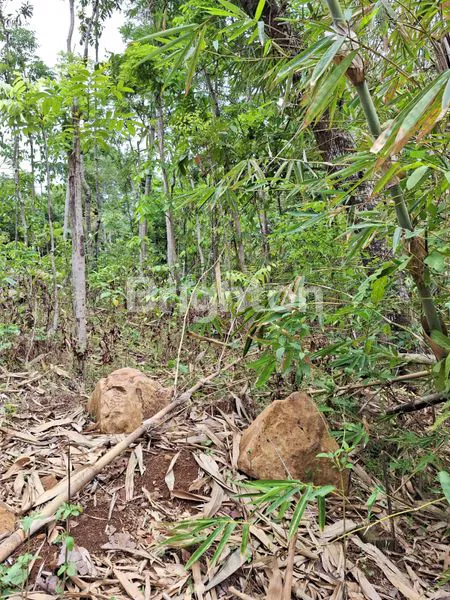 image TANAH KEBUN DI KEPOH SAMBI (4)