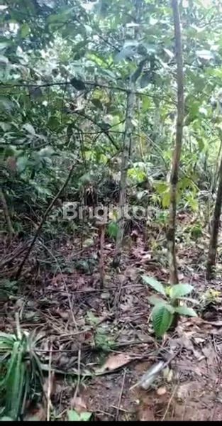 image TANAH DI LEUWILIANG (2)