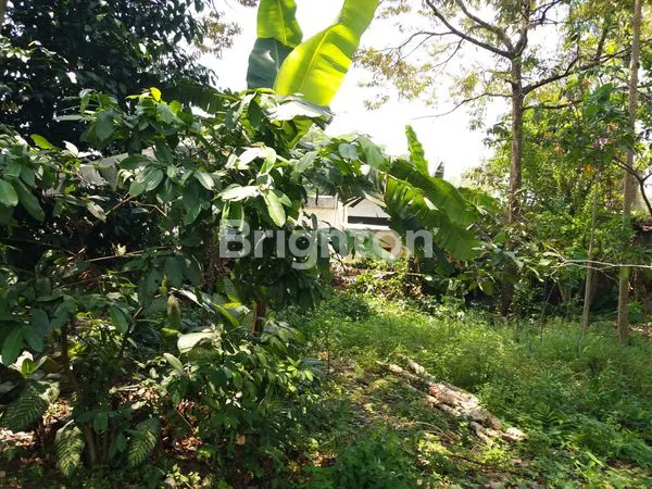 image JUAL RUMAH COCOK UNTUK USAHA CAFE DI CIPAYUNG MEGAMENDUNG- 5 MENIT DARI VIMALLA HILLS (7)