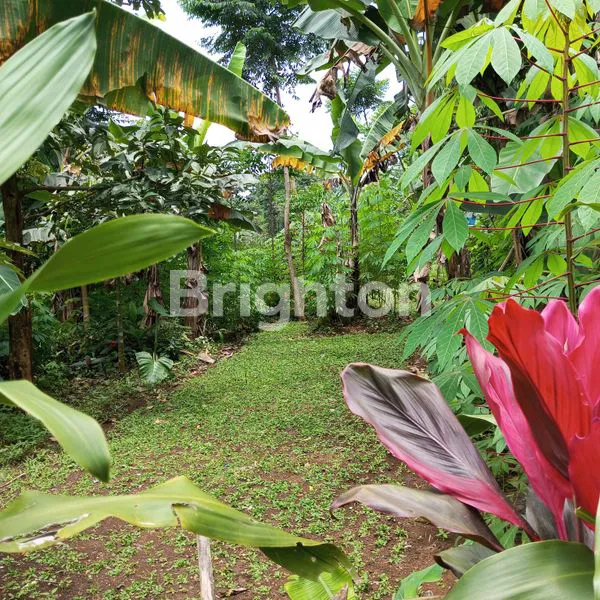 image TANAH DIJUAL COCOK UNTUK INVESTASI (4)