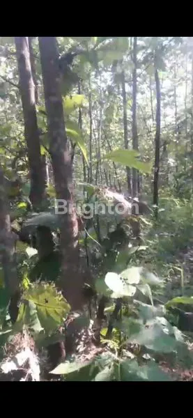 image DI JUAL TANAH ADA POHON JATI NYA DI KABUPATEN NGANJUK.  (2)