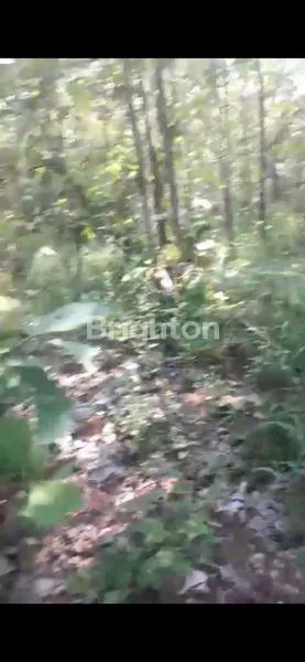 image DI JUAL TANAH ADA POHON JATI NYA DI KABUPATEN NGANJUK.  (3)