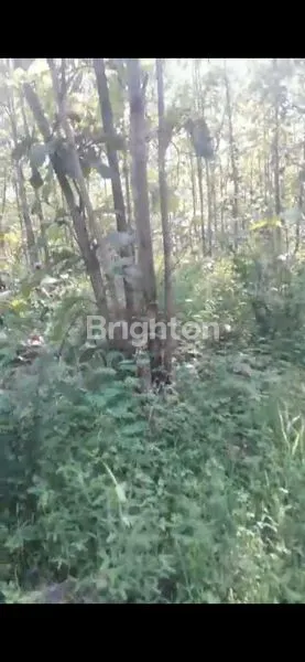 image DI JUAL TANAH ADA POHON JATI NYA DI KABUPATEN NGANJUK.  (4)