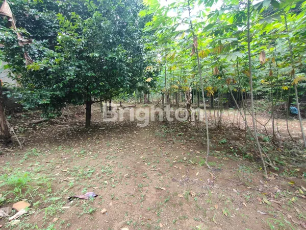 TANAH DI KAMPUNG LENGIS CIADEG, CIGOMBONG, BOGOR