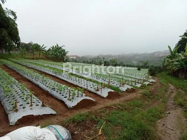 image KAVLING / KEBUN DI KAWASAN KOPO CITEKO CISARUA - BOGOR (3)