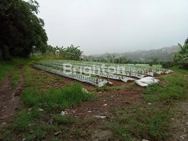 image KAVLING / KEBUN DI KAWASAN KOPO CITEKO CISARUA - BOGOR (4)