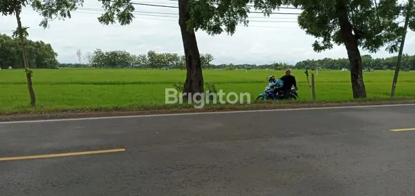image DIJUAL SAWAH, LOKASI DI JALAN RAYA NGAWI SOLO, SANGAT COCOK BUAT GUDANG / PABRIK (1)