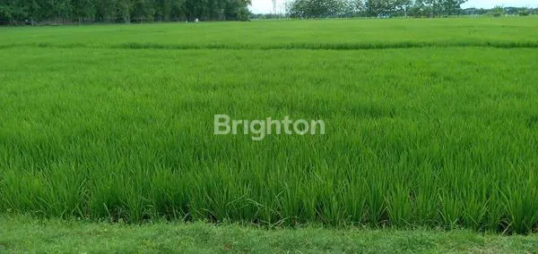image DIJUAL SAWAH, LOKASI DI JALAN RAYA NGAWI SOLO, SANGAT COCOK BUAT GUDANG / PABRIK (2)