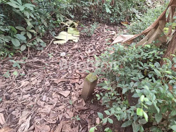 image TANAH PEKARANGAN LUAS, MURAH, NEGO SAMPAI JADI. (1)