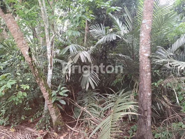 image TANAH PEKARANGAN LUAS, MURAH, NEGO SAMPAI JADI. (2)