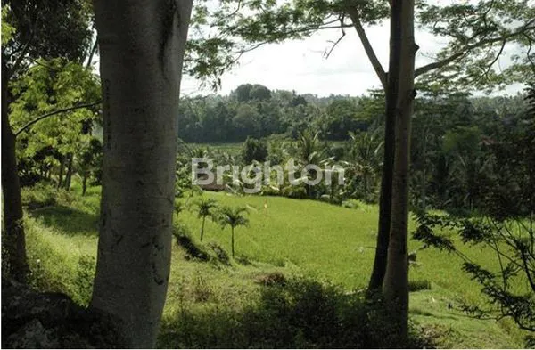 image (TURUN HARGA!) TANAH EKSLUSIF 2,7 HA DI BUKIT BATU, GIANYAR, DEKAT UBUD (3)