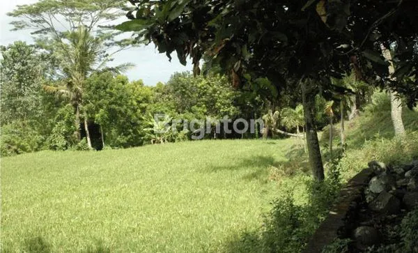 image (TURUN HARGA!) TANAH EKSLUSIF 2,7 HA DI BUKIT BATU, GIANYAR, DEKAT UBUD (4)
