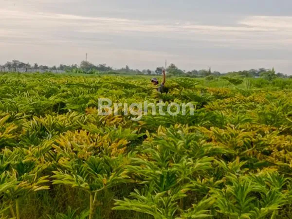 image TANAH LUAS 3,6 HA PERCUT SEI TUAN (2)