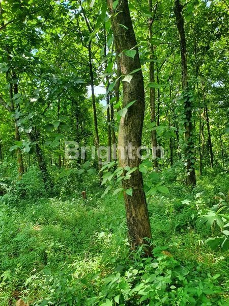 TANAH PREMIUM 2 HA VIEW SUNGAI DI WONOSALAM, JOMBANG