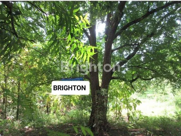 image TANAH DI BULELENG (1)