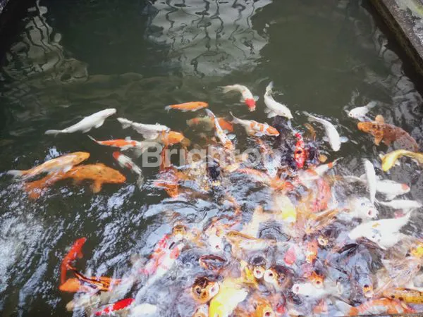 image PASTI CUAN 2 UNIT VILLA YASMIN TERAWAT SIAP PAKAI NYAMAN DAN ASRI CIPANAS (8)