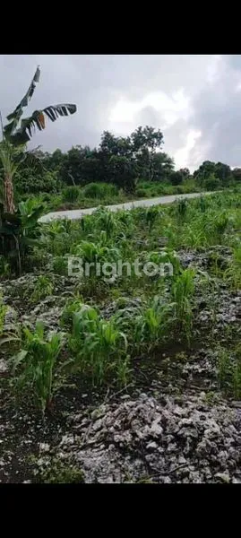 image TANAH BEACHFRONT - BUKAMBERO SUMBA BARAT DAYA (4)