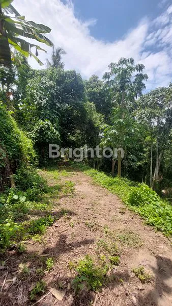 image TANAH 34,15 ARE DEKAT NUANU BEACH CLUB DAN PANTAI NYANYI DI DESA PANDAK GEDE KEDIRI TABANAN, COCOK DIBANGUN VILLA KARENA POSISI ADA DIPINGGIRAN SUNGAI  (6)