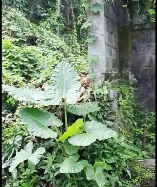 image TANAH KAV 57 ARE DS SAYAN UBUD. HARGA 350 JUTA/ARE (4)