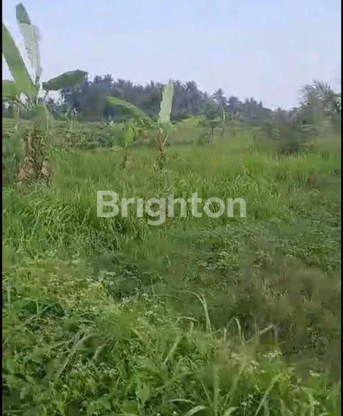 image TANAH KAV 10,5 ARE DS SAYAN UBUD. HARGA 250 JT/ ARE (1)