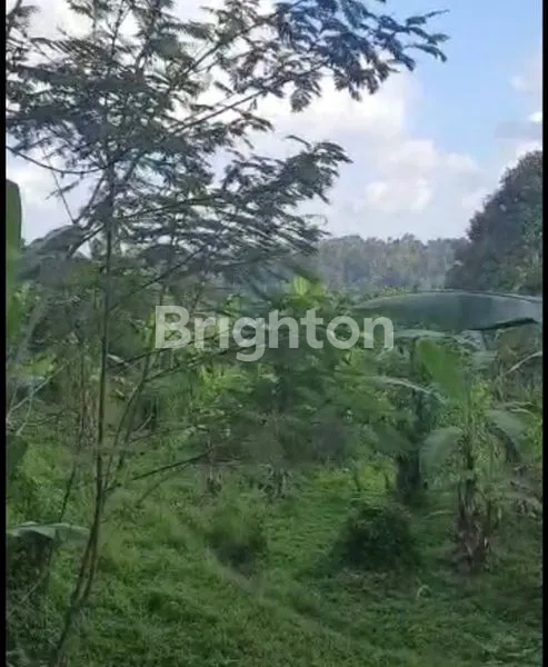 image TANAH KAV 175 ARE PAYANGAN KEDAWATAN UBUD, SAMPING COMO SHAMBHALA LOS SUNGAI AYUNG. HARGA 400 JT / ARE (1)