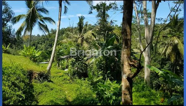 image TANAH KAV 175 ARE PAYANGAN KEDAWATAN UBUD, SAMPING COMO SHAMBHALA LOS SUNGAI AYUNG. HARGA 400 JT / ARE (3)