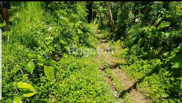 image TANAH KAV 175 ARE PAYANGAN KEDAWATAN UBUD, SAMPING COMO SHAMBHALA LOS SUNGAI AYUNG. HARGA 400 JT / ARE (4)