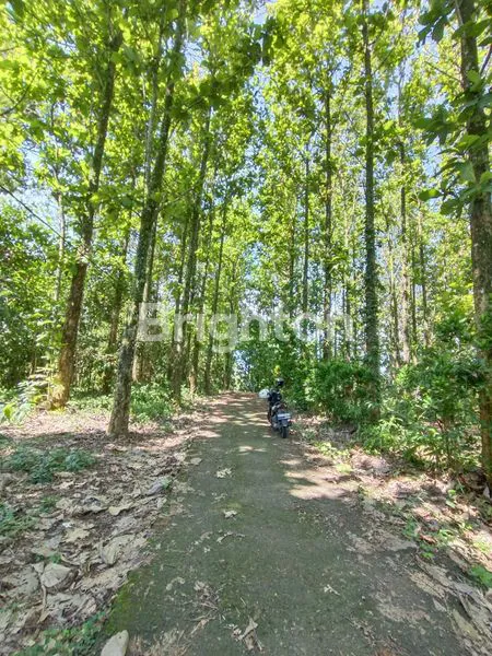 image TANAH MURAH 28,5 ARE PENUH POHON JATI (1)