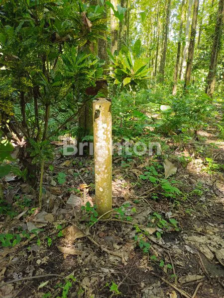 image TANAH MURAH 28,5 ARE PENUH POHON JATI (2)