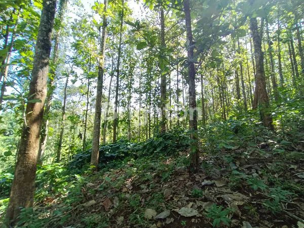 image TANAH MURAH 28,5 ARE PENUH POHON JATI (4)