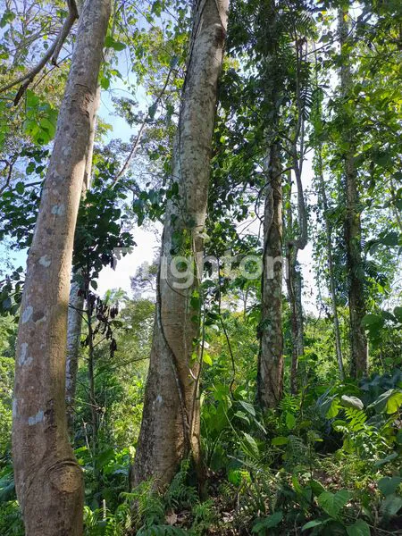 image TANAH MURAH 28,5 ARE PENUH POHON JATI (7)