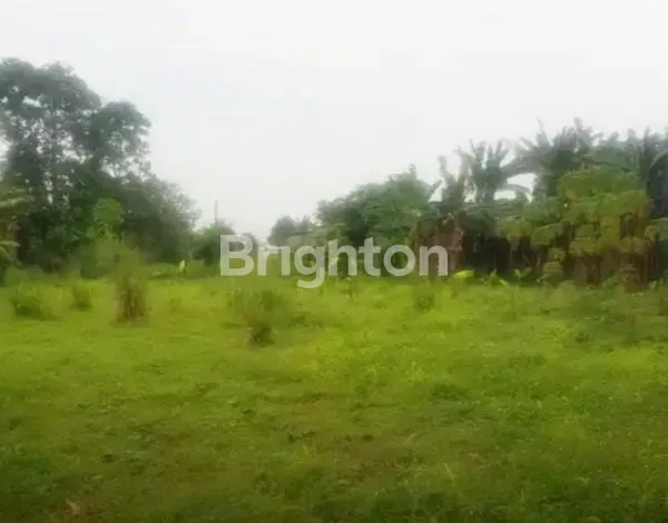 image TANAH GUNUNG SINDUR (1)