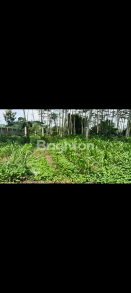 image TANAH LUAS DAN MURAH DI KAWASAN INDUSTRI SINGOSARI DEKAT DENGAN PINTU TOL BISA PENGEMBANGAN 150HA (1)