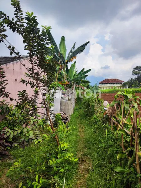 image BELI TANAH GRATIS RUMAH DI KP CIAPUS KOMPAS, BOGOR (1)