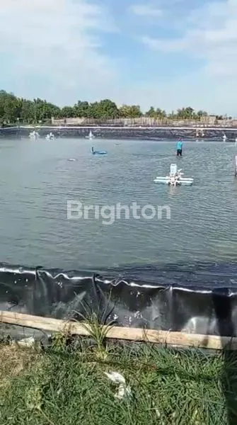 TAMBAK UDANG BANYU SOKAH SAMPANG MADURA