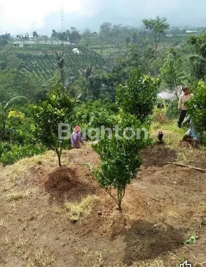image TANAH KEBUN 1,8 HEKTARE DI CATUR KINTAMANI BANGLI (6)