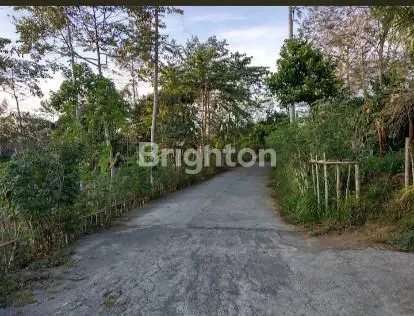 image TANAH KEBUN 1,8 HEKTARE DI CATUR KINTAMANI BANGLI (7)