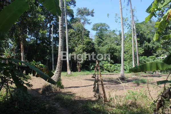 image TANAH PERKEBUNAN RIVER SIDE SELUAS 1 HEKTAR DI DESA CEPAKA KEDIRI TABANAN (1)