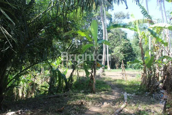 image TANAH PERKEBUNAN RIVER SIDE SELUAS 1 HEKTAR DI DESA CEPAKA KEDIRI TABANAN (2)