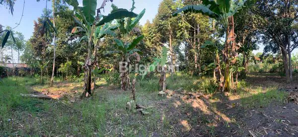 image LAHAN LUAS COCOK UNTUK GUDANG (1)