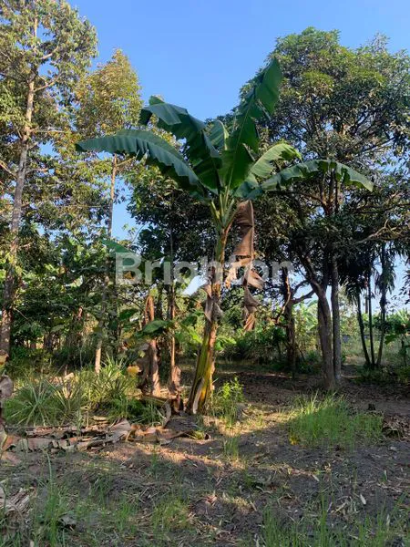 image LAHAN LUAS COCOK UNTUK GUDANG (2)