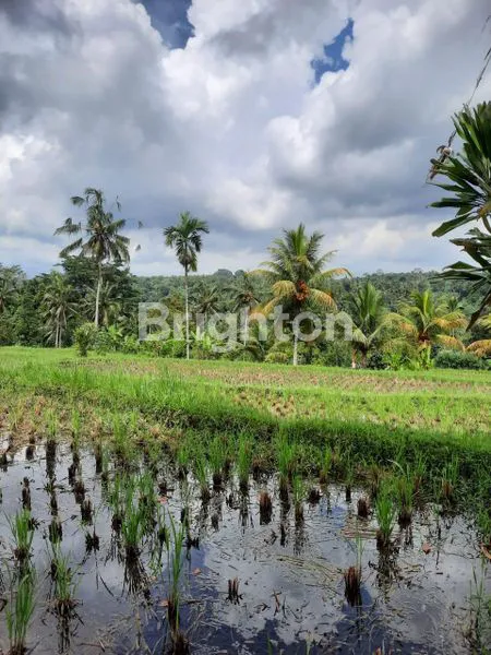 image TANAH KAV 157ARE DAERAH PAYANGAN VIEW BAGUS SAWAH UBUD GIANYAR (2)
