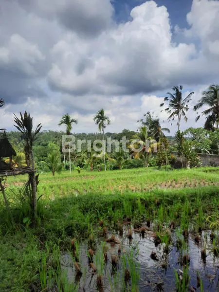 image TANAH KAV 157ARE DAERAH PAYANGAN VIEW BAGUS SAWAH UBUD GIANYAR (3)