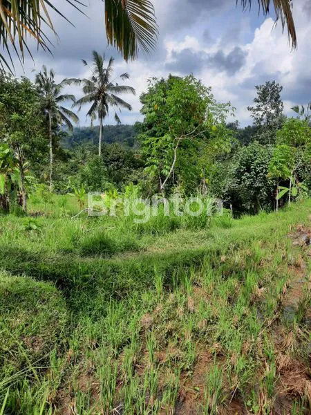 image TANAH KAV 157ARE DAERAH PAYANGAN VIEW BAGUS SAWAH UBUD GIANYAR (4)